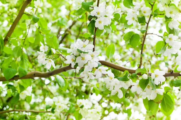 Appelboom Takken Wit Bloeiende Bloemen Close Frisse Groene Bladeren Wazig — Stockfoto