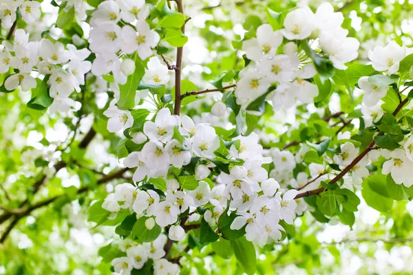 Äste Von Apfelbäumen Weiße Blühende Blumen Nahaufnahme Frische Grüne Blätter — Stockfoto