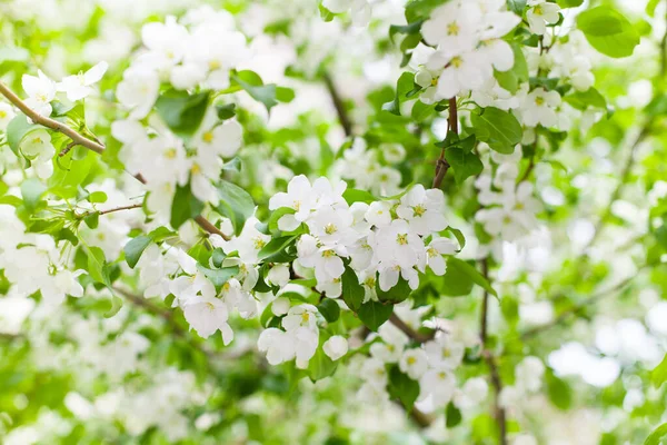 Äste Von Apfelbäumen Weiße Blühende Blumen Nahaufnahme Frische Grüne Blätter — Stockfoto