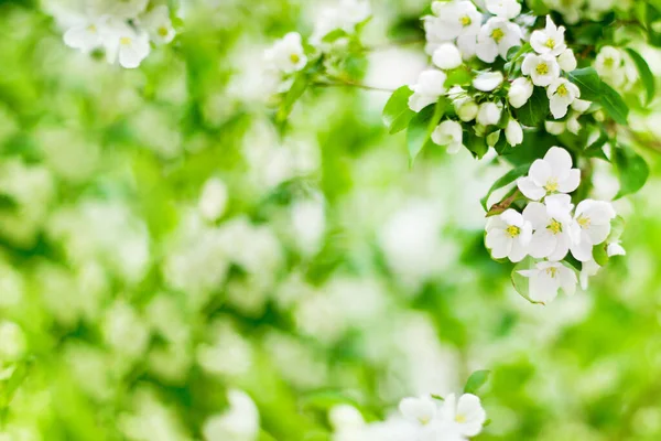 Fleurs Blanches Fleurs Sur Branche Pommier Foyer Doux Feuilles Vertes — Photo