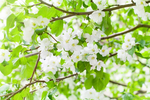 Bílé Kvetoucí Květy Jabloních Větvích Zblízka Čerstvé Zelené Listy Rozmazané — Stock fotografie