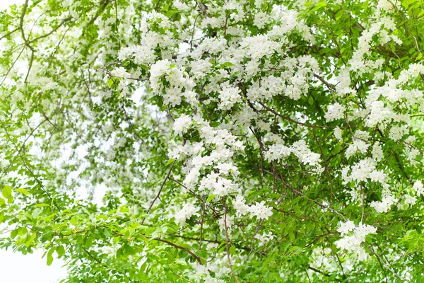 White Blooming Flowers Apple Tree Branches Close Fresh Green Leaves — Stock Photo, Image