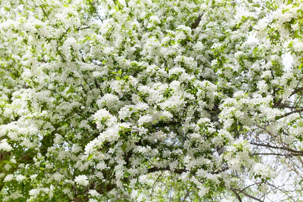 Flores Blancas Flor Ramas Manzano Cerca Hojas Verdes Frescas Fondo —  Fotos de Stock