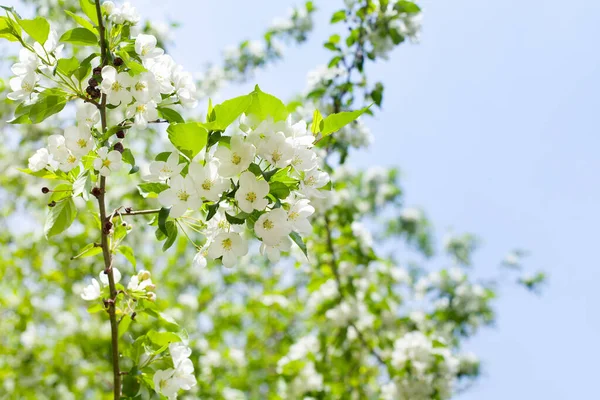 Witte Bloeiende Bloemen Appelboom Takken Met Frisse Groene Bladeren Blauwe — Stockfoto