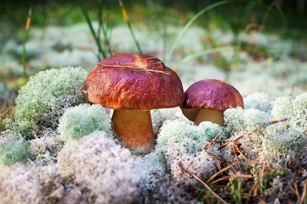 Two beautiful edible mushrooms on green moss background grow in pine forest close up, boletus edulis, brown cap boletus, penny bun, cep, porcino or porcini, white fungus in autumnal pinewood, macro