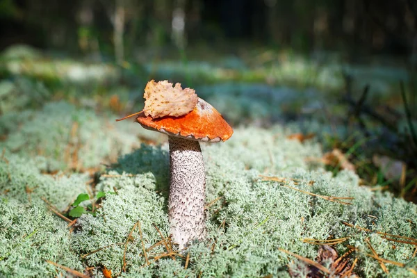 One beautiful edible mushroom on green moss background in pine forest close up, boletus edulis, brown cap boletus, penny bun, cep or porcini, white fungus with yellow leaf on cap in autumnal pinewood