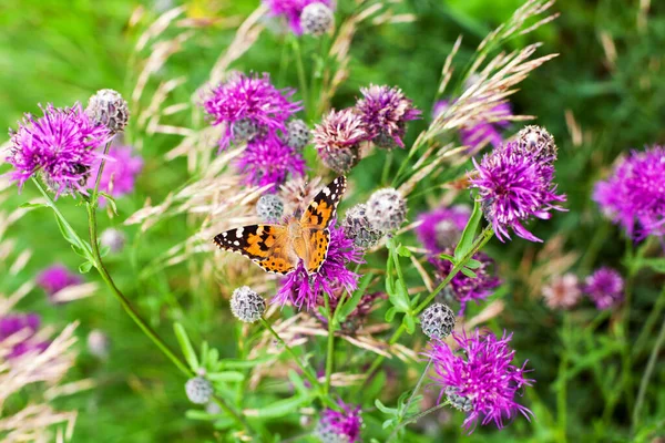 Papillon Dame Peinte Sur Fleurs Chardon Violet Floraison Vue Rapprochée — Photo