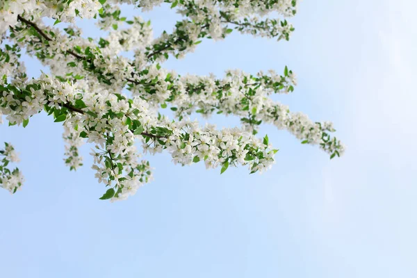 Bloeiende Appelboom Takken Hoek Witte Bloemen Groene Bladeren Heldere Blauwe — Stockfoto