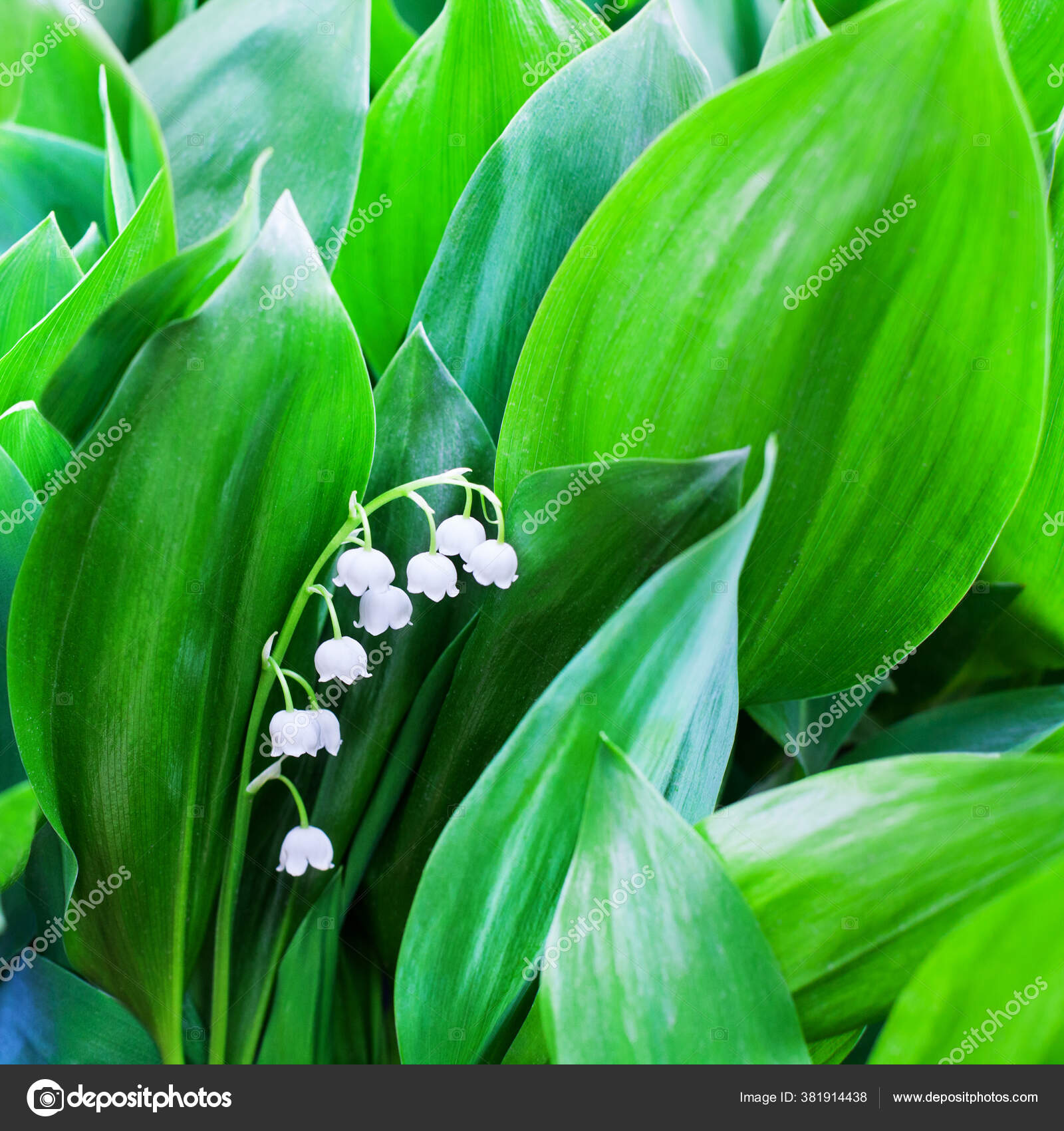 百合花的白百合花在绿叶上模糊的背景特写可能百合花硕大菊花盛开美丽的春花或夏花图案复制空间 图库照片 C Verashestak 百合花的白百合花在绿叶上模糊的背景特写可能百合花硕大菊花盛开美丽的春花或夏花图案复制空间 图库照片 C Verashestak