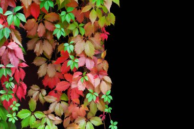 Siyah arkaplanda kırmızı ve yeşil yaprak çerçeve yakın izole edilmiş, kızsı üzümler sonbahar yeşillikleri dekoratif kenar, güzel sonbahar çiçekleri arka planda doğal desen, metin kopyalama alanı