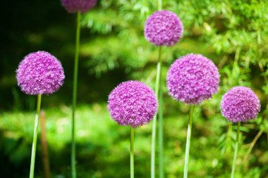 Büyük yuvarlak mor çiçekler yeşil bulanık arka planda yakın planda, Allium cristophii veya giganteum, süs bahçesi, çiçek açmış karahindiba topları, dekoratif İran soğanı, mor soğan çiçekleri