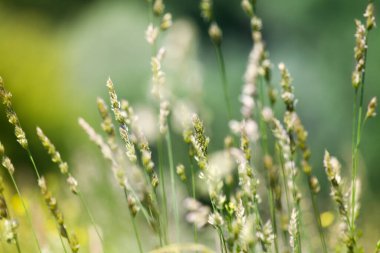 Bulanık bokeh arka planda taze yeşil çimen, kulaklar çayırda yumuşak odaklı makro, güzel güneşli yaz günü çimi, bahar mevsimi doğa manzarası, doğal narin yeşil çimen dokusu