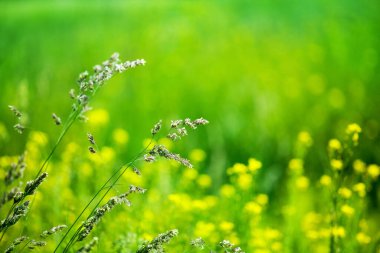 Yeşil çimen tarlasına yakın, sarı hardal çiçekleri bulanık arka planda, çiviler vahşi çayır yumuşak odak makrosu, güzel güneşli yaz çimenleri, ilkbahar kırsal doğa, kırsal alan, kopyalama alanı