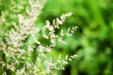 Beyaz kulaklar yeşil çimlerin üzerine kapanır, bokeh arkaplanı bulanıklaşır, sarı uzun saplı çiviler vahşi çayır yumuşak odaklı makro, güzel yaz çimenleri, bahar mevsimi kırsal doğa, doğal manzara