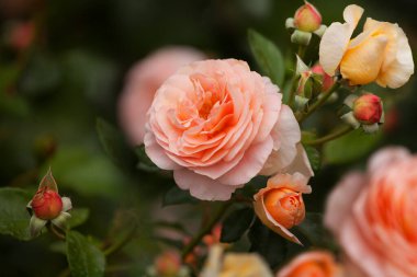 Güzel çiçek açan yumuşak mercan çayı çiçekleri, taze somon pembe bahçeleri gül çiçekleri, kırmızı ve sarı afrodit çiçek tomurcukları, romantik bayram çiçekli tebrik kartı tasarımı, kopyalama alanı