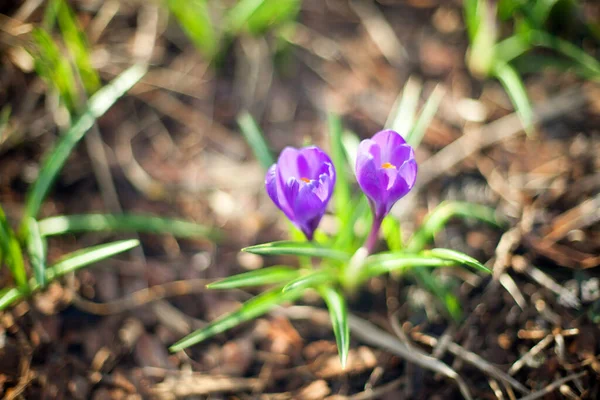 Two purple crocus flowers grow on green grass blurred background close up macro, first spring flower purple saffron on springtime sunny day, bright beautiful floral holiday illustration, copy space