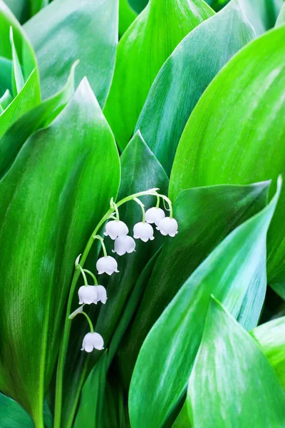 Flores Brancas Lírio Vale Folhas Verdes Desfocado Fundo Closeup Pode — Fotografia de Stock