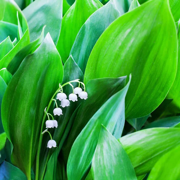 Flores Brancas Lírio Vale Folhas Verdes Desfocado Fundo Closeup Pode — Fotografia de Stock