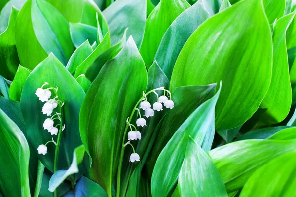 Lírio Branco Das Flores Vale Folhas Verdes Desfocado Fundo Close — Fotografia de Stock