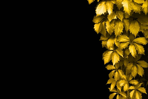 Foglie Oro Cornice Sfondo Nero Isolato Primo Piano Giallo Autunno — Foto Stock