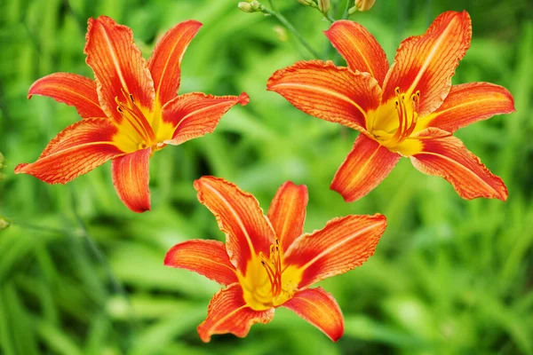 Orange day lily flower on green grass blurred bokeh background close up, red and yellow petals lilly, bright beautiful hippeastrum macro, three colorful amaryllis flowers, daylily plant, lilies garden