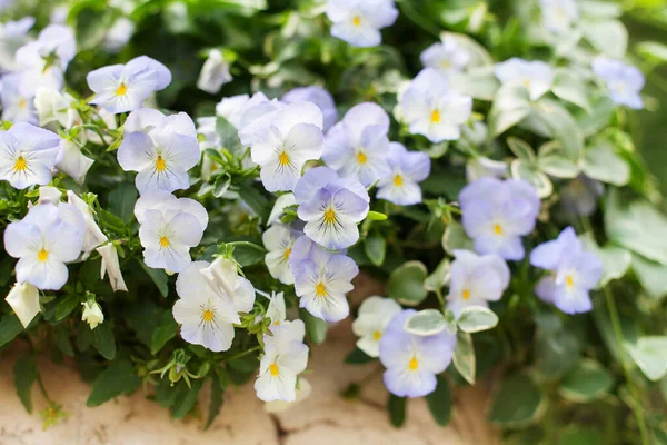 Blue Pansy Flowers Blossom Green Leaves Blurred Bokeh Background Close — Stock Photo, Image