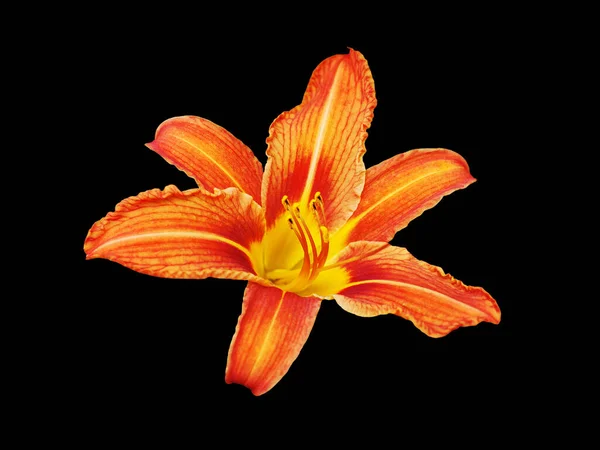 Oranžový Den Lilie Květ Černá Pozadí Izolované Zblízka Červené Žluté — Stock fotografie
