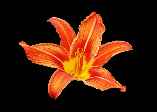 Orange day lily flower black background isolated close up, red and yellow petals lilly, bright beautiful hippeastrum macro, colorful amaryllis flower head, daylily garden plant, floral design element