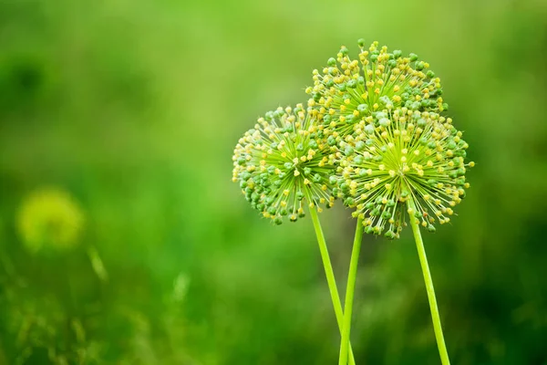 Poireau Boule Étoile Verte Poireau Jardin Allium Cristophii Plante Ornementale — Photo
