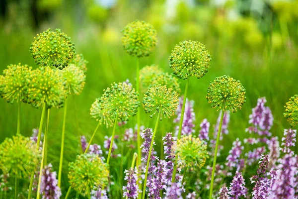 Sauge Pourpre Fleurs Allium Jaune Sur Herbe Verte Fond Flou — Photo