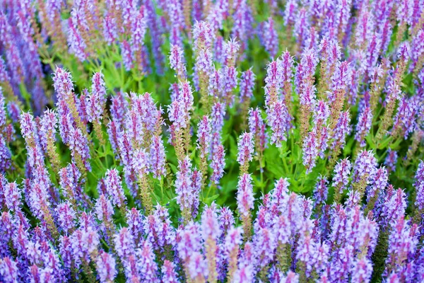 緑の草の上の紫色のセージの花は 紫色のサルビアの花のフィールド 夏のラベンダー色の花の風景 美しい春の青の花 自然のカラフルなライラックの牧草地を咲かせます — ストック写真