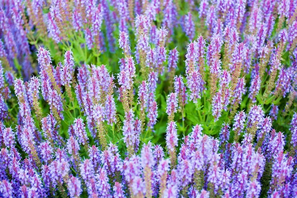 Flores Sálvia Roxas Grama Verde Desfocado Fundo Closeup Florescendo Campo — Fotografia de Stock