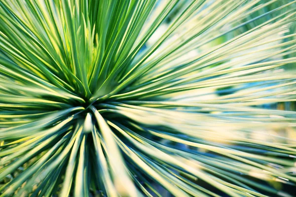 Folhas Verdes Brilhantes Palmeira Plantas Ornamentais Desfocadas Fundo Closeup Macro — Fotografia de Stock