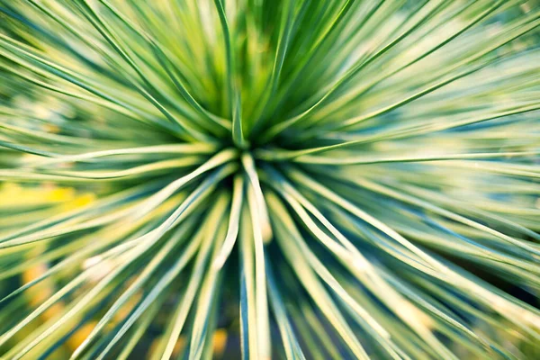 Folhas Verdes Brilhantes Palmeira Plantas Ornamentais Desfocadas Fundo Closeup Macro — Fotografia de Stock