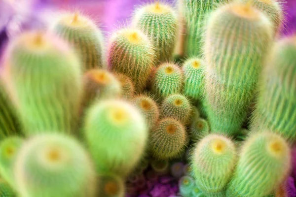 Många Gröna Kaktus Ljusa Lila Bakgrund Kaktusar Suddig Bakgrund Närbild — Stockfoto