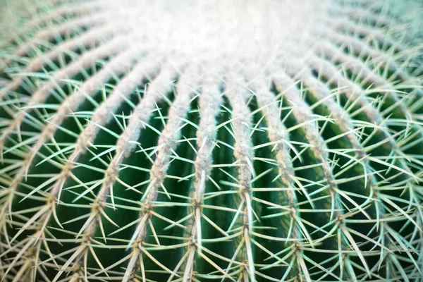 Stor Grön Rund Vacker Kaktus Närbild Makro Suddig Bakgrund Ovanifrån — Stockfoto