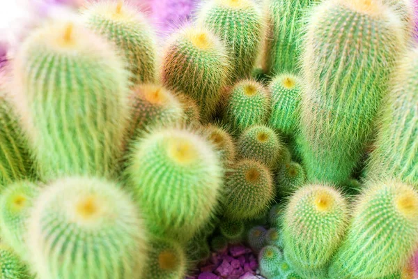 Muchos Cactus Verdes Sobre Fondo Púrpura Brillante Cactus Borroso Fondo — Foto de Stock
