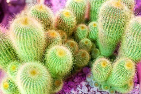 Many Green Cactus Bright Pink Background Cacti Blurred Background Close — Stock Photo, Image