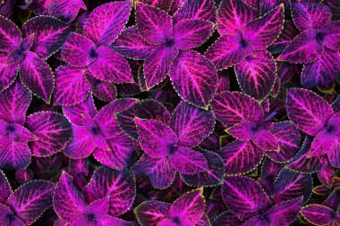 Coleus pembe ve siyah yapraklı dekoratif arka plan yakın plan, boyalı ısırgan otu çiçekli bitki, parlak mor yaprak dokusu, fuşya rengi soyut doğal desen, renkli çiçek tasarımı, kopya alanı