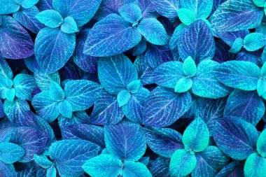 Soyut açık mavi kolaz yaprakları arka planda yakın plan, fantastik mavi yaprak dokusu, dekoratif tropikal yaprak deseni, fütüristik çiçek düzenleme tasarımı, sanatsal egzotik bitki çizimi