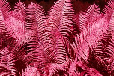 Soyut pembe eğrelti otu yaprakları arka planda yakın plan, fantastik kırmızı renk brakken yaprak dokusu, dekoratif mor ön yaprak deseni, fütüristik çiçek tasarımı, sanat egzotik bitki çizimi