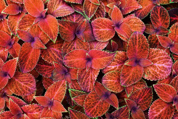 Coleus Red Leaves Decorative Background Close Painted Nettle Flowering Plant — Stock Photo, Image