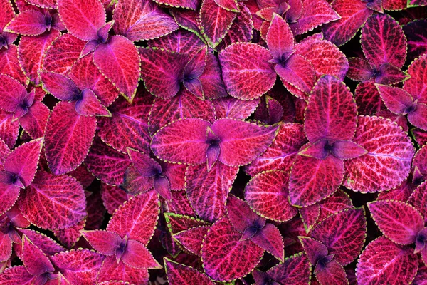 Coleus Pink Black Green Leaves Decorative Background Close Painted Nettle — Stock Photo, Image