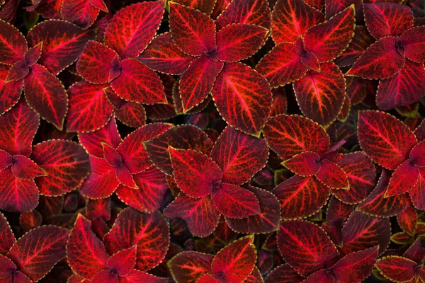 Coleus Mörkröda Och Svarta Blad Dekorativa Bakgrund Närbild Målade Nässlor — Stockfoto