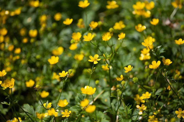 Yellow Buttercup Flowers Green Sunny Field Blurred Background Close Bright — Stock Photo, Image