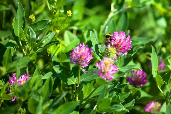Bumblebee Siedzieć Różowy Kwiat Koniczyny Zielonej Trawie Tło Zbliżenie Trzmiel — Zdjęcie stockowe