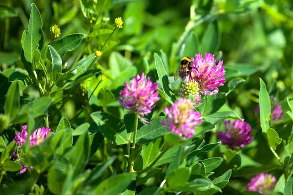 Bourdon Assis Sur Fleur Trèfle Rose Sur Fond Herbe Verte — Photo