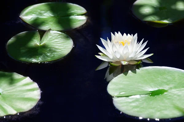 One white lily flower blossom on blue water and green leaves background close up, beautiful waterlily in bloom on pond, single big lotus flower on lake water surface on sunny summer day, copy space