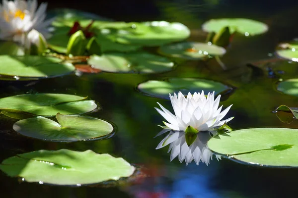 White lily flower blossom on blue water and green leaves background close up, beautiful waterlily in bloom on pond, one lotus flower with reflection on water surface on sunny summer day, copy space