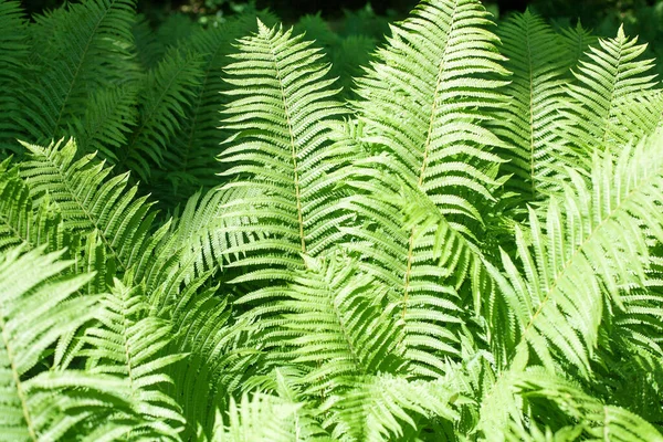 Πράσινο Φτέρη Φύλλα Φόντο Closeup Bracken Πλούσια Υφή Φύλλωμα Διακοσμητικό — Φωτογραφία Αρχείου